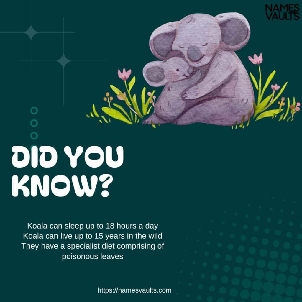 Koala- Did You Know