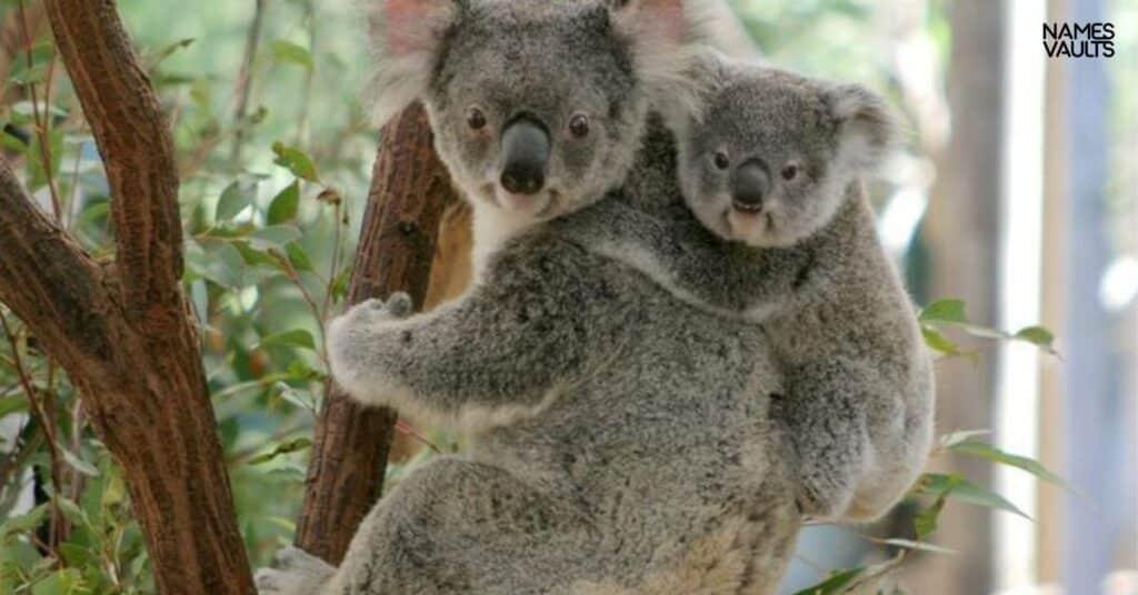 Koala Fun