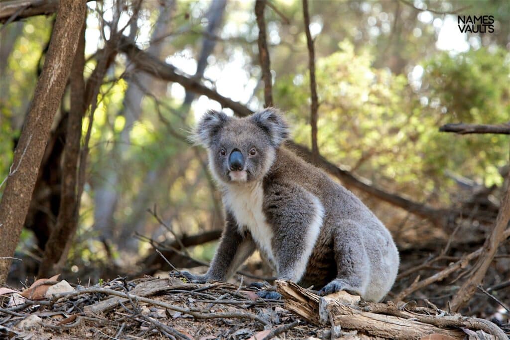 Koala Jungle