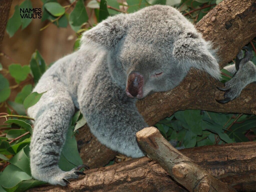 Koala Sleepy