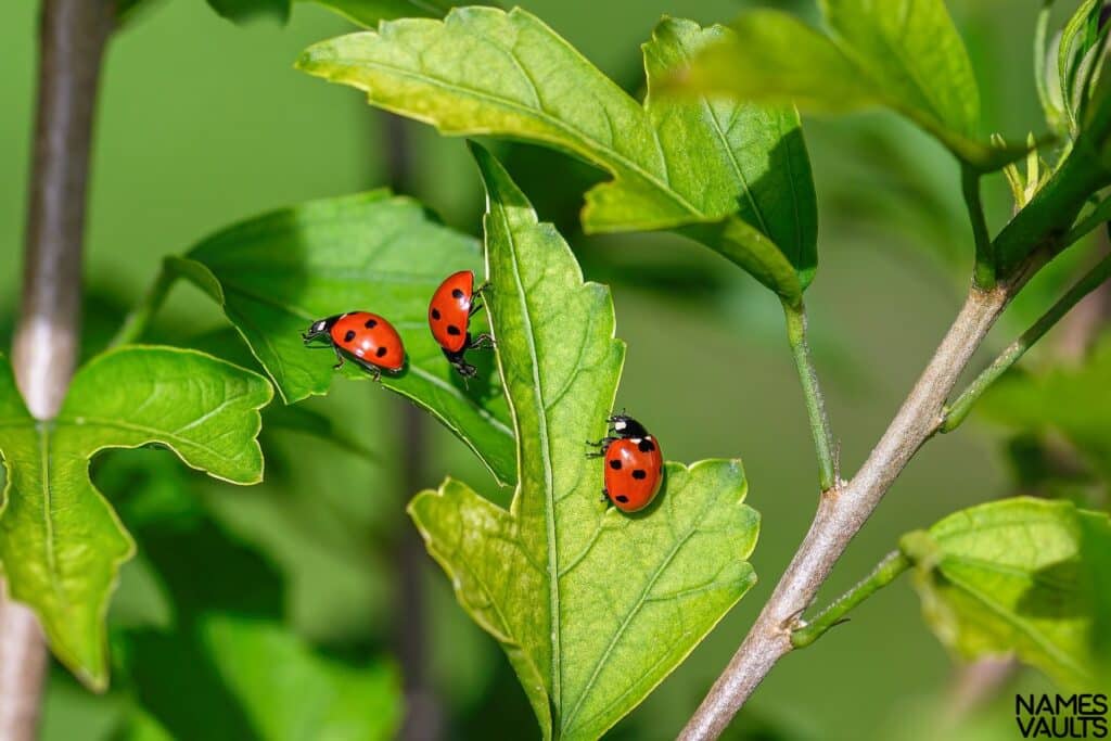 Ladybug Family