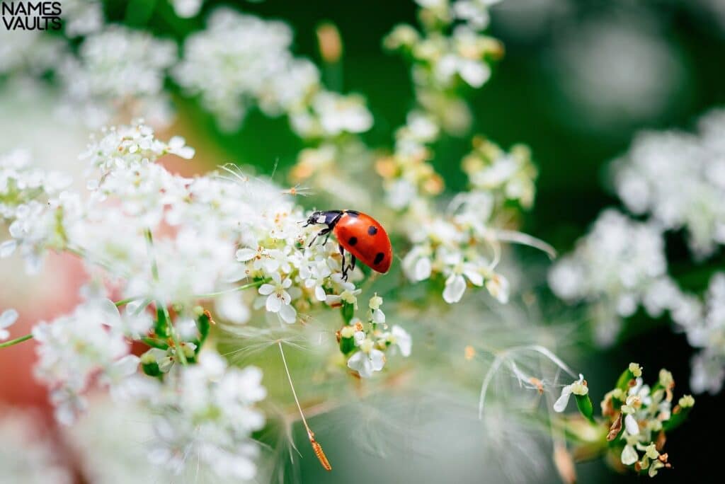 Ladybug Flower