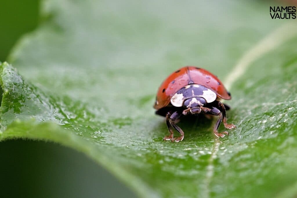 Ladybug Leaf