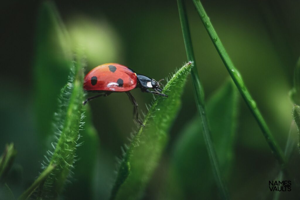 Ladybug Sit