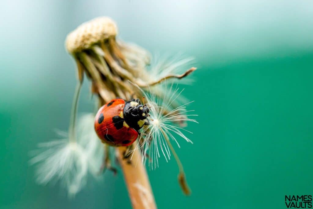 Ladybug Stand