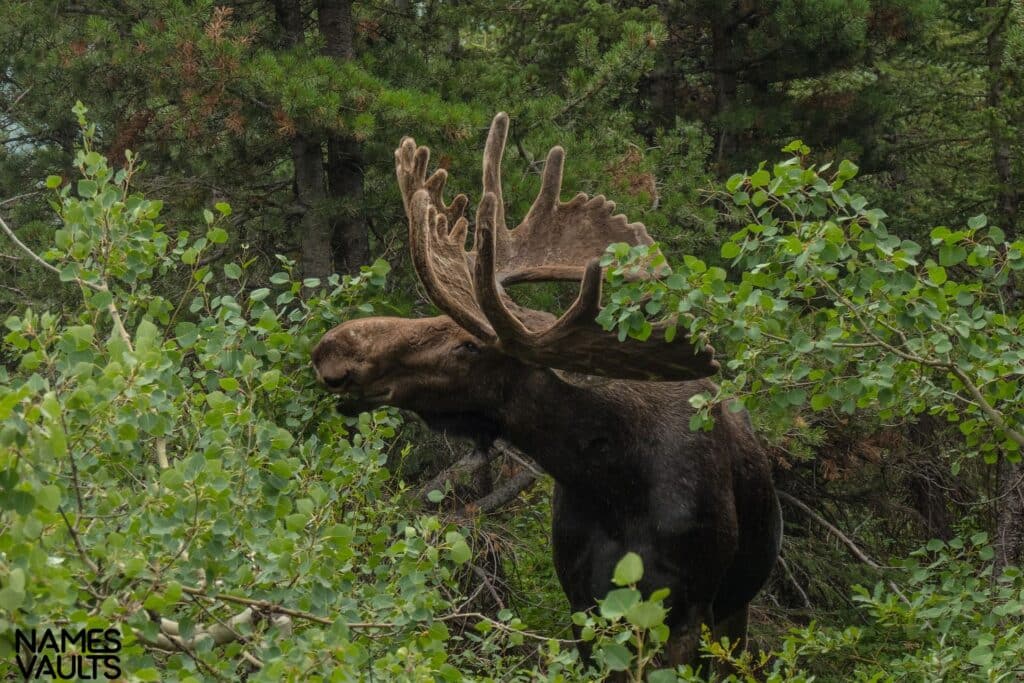 Moose Eating