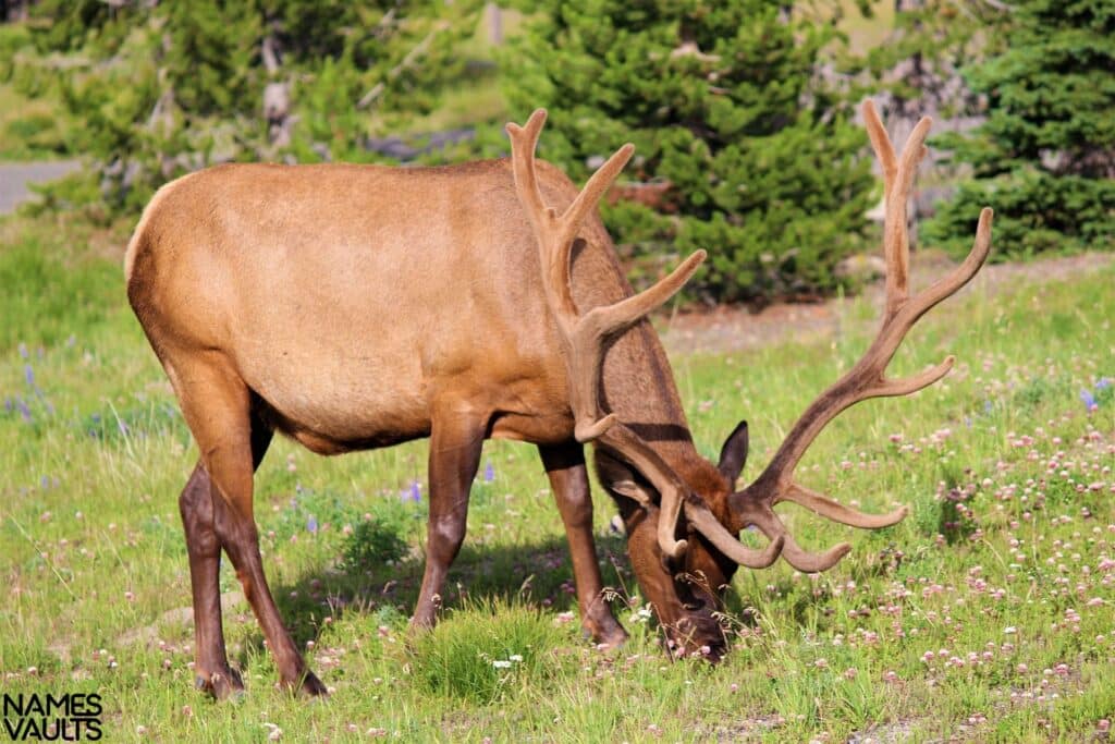 Moose Eating Grass