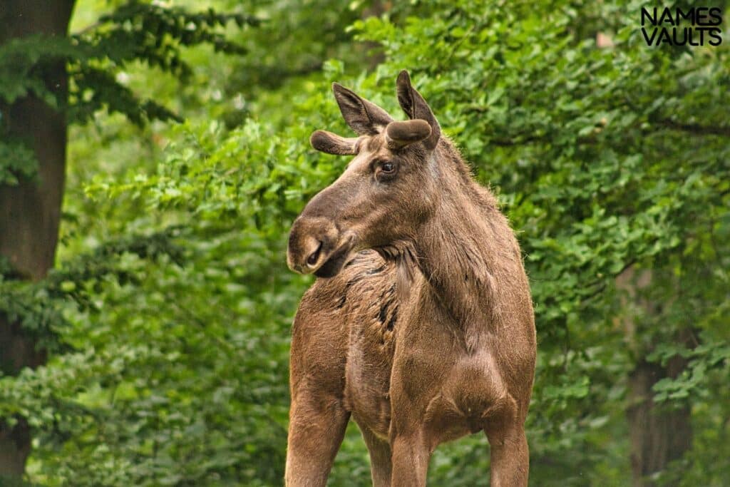 Moose Seeing