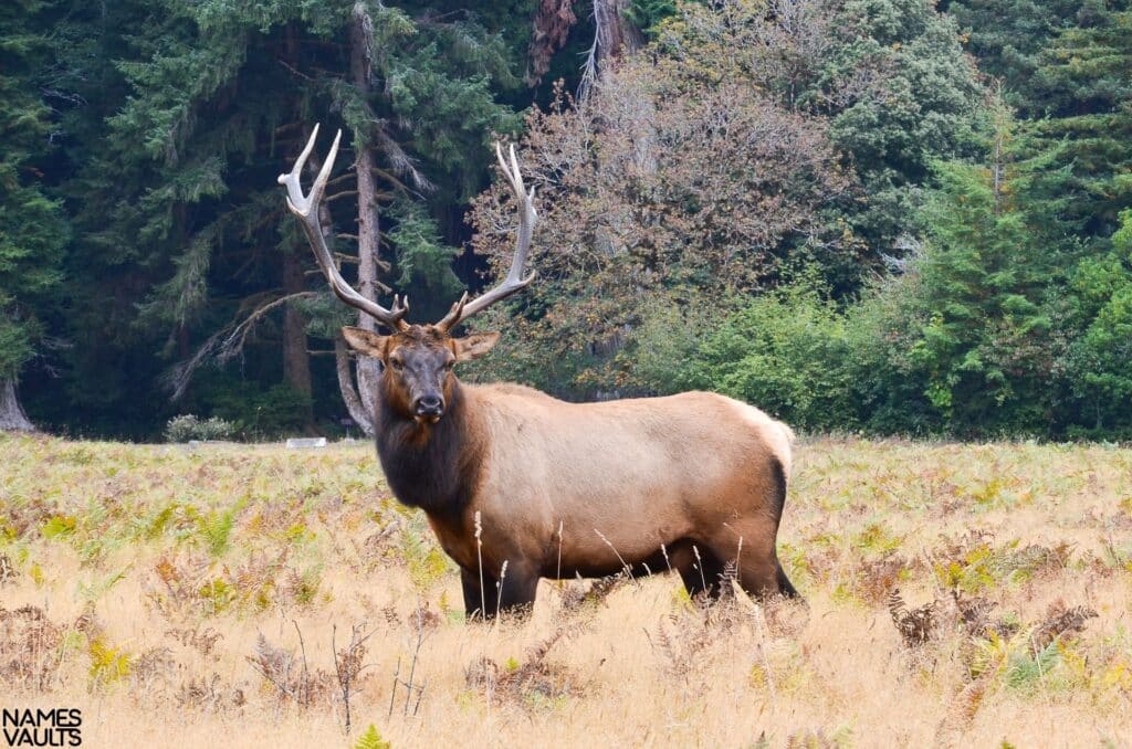 Moose Stand