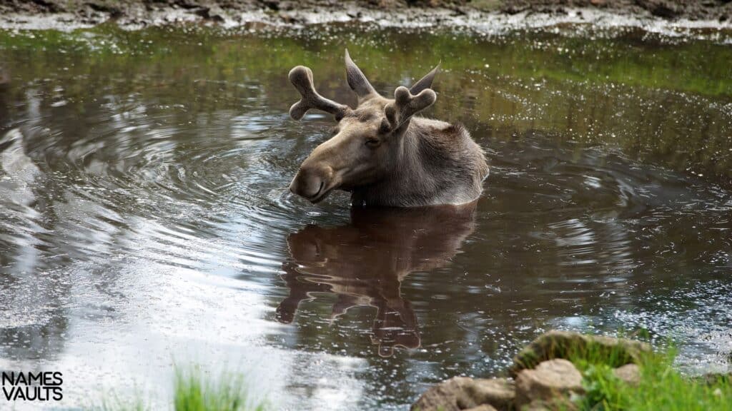 Moose Water