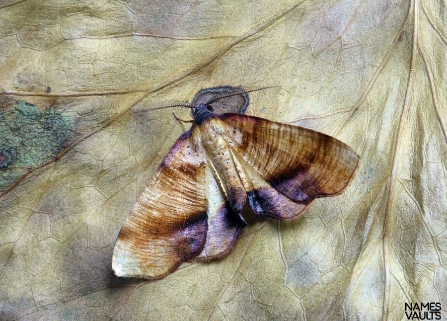 Moth Brown