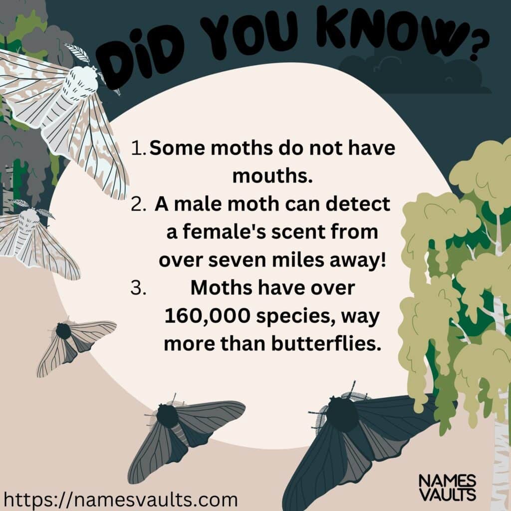 Moth- Did You Know