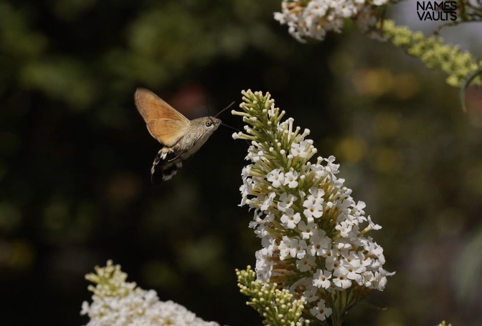 Moth Flower