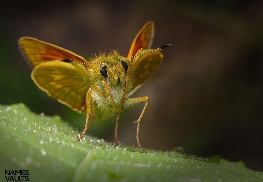 Moth Leaves