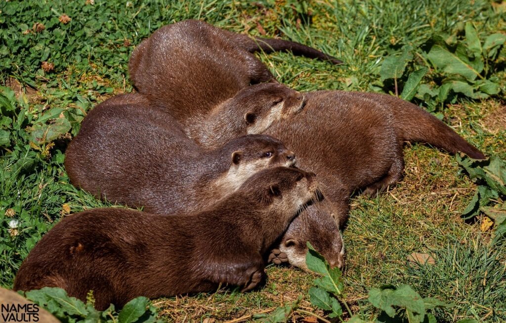 Nature-Inspired Otter Names