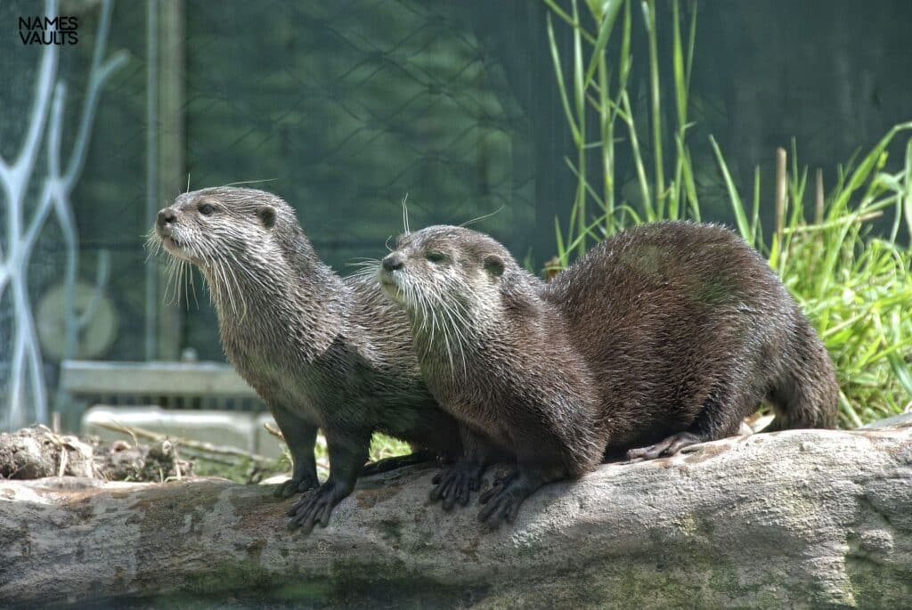 Otter Family