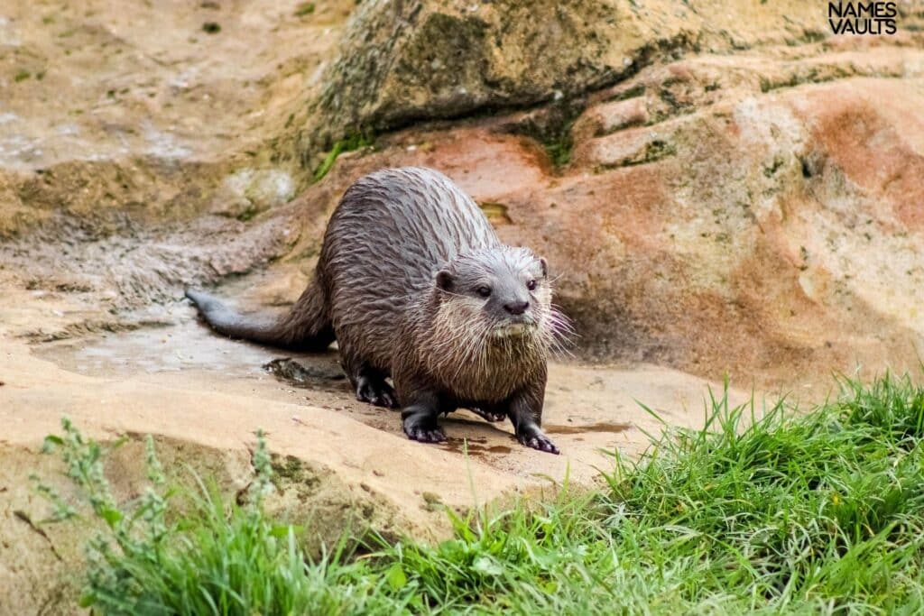 Otter Walking