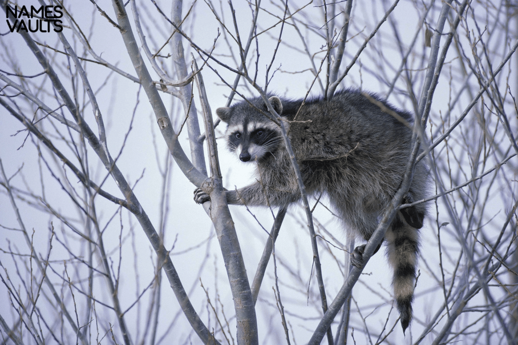 Raccon Tree