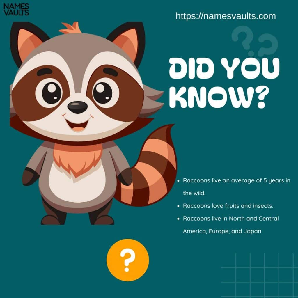 380+ Cute & Cool Raccoon Names [Fun & Meaningful Ideas] - Names Vaults