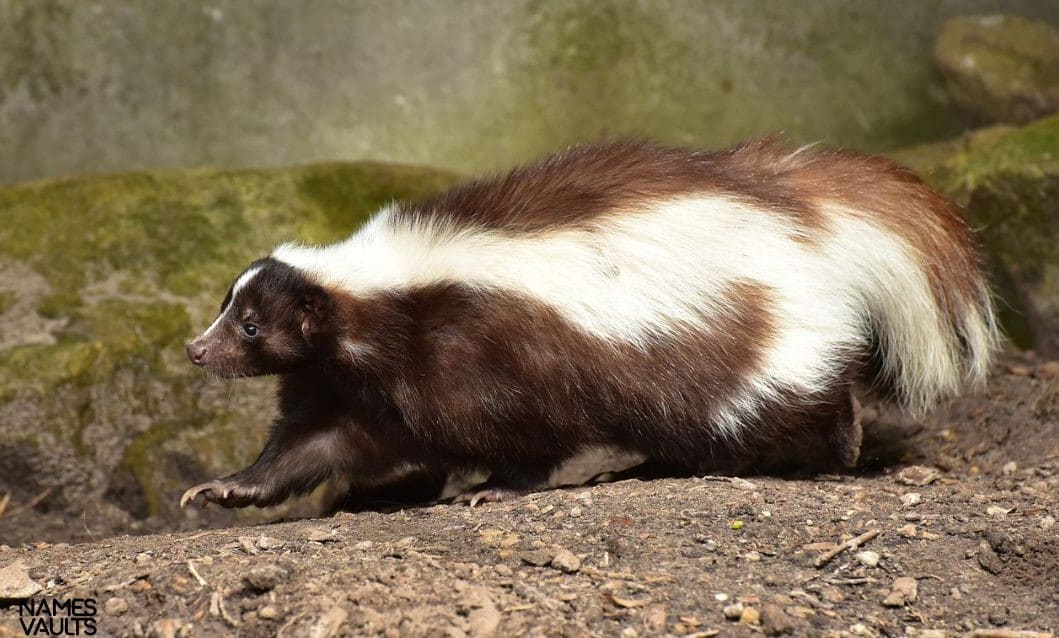 466+ Unique and Cute Skunk Names With Meaning Names Vaults