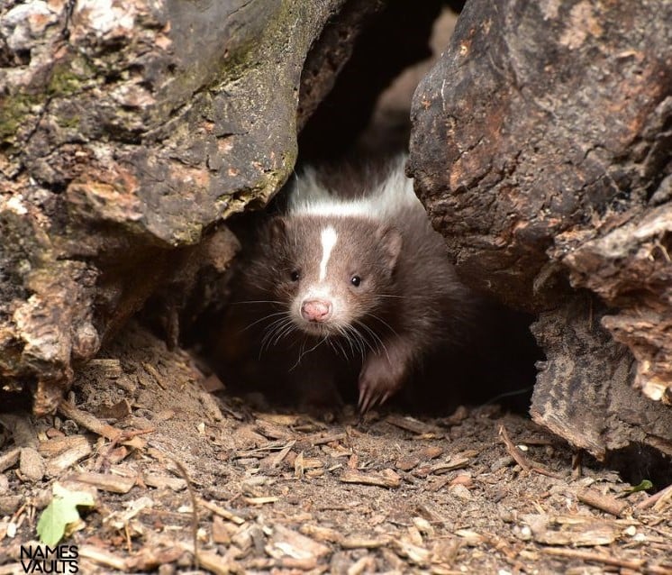 Skunk Seeing