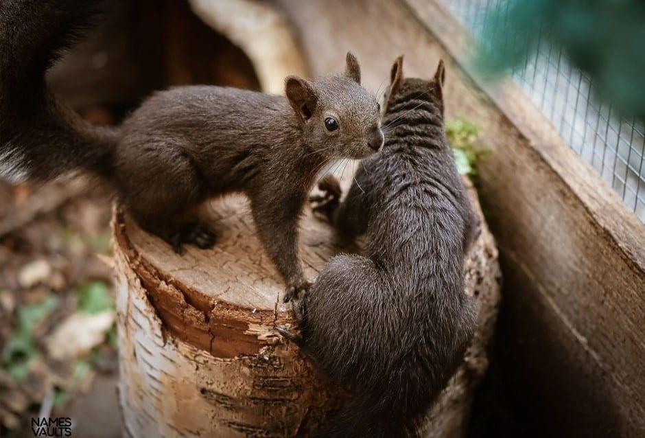 Squirrel Family