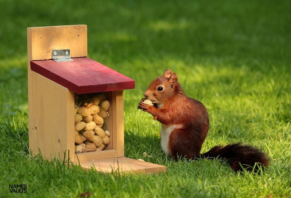 Squirrel Home