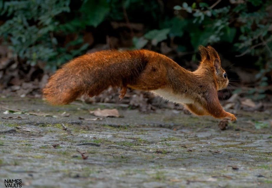 Squirrel Jump