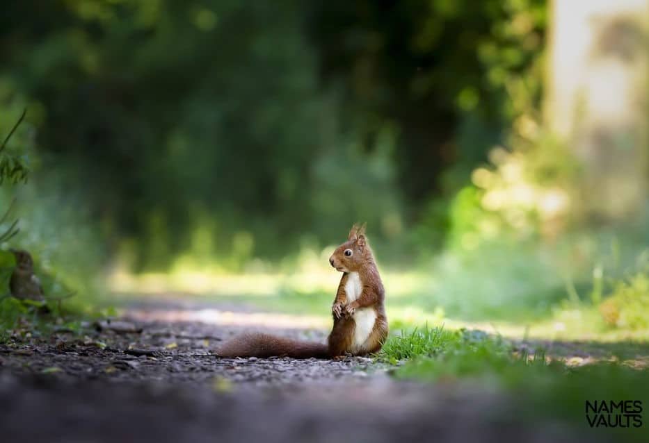 Squirrel Road