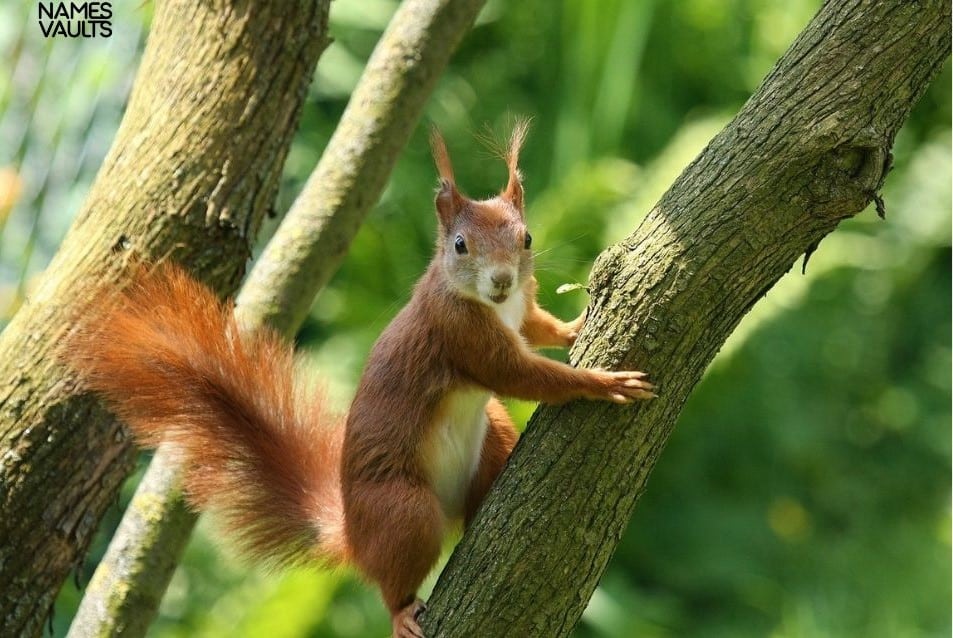 Squirrel Tree Sit