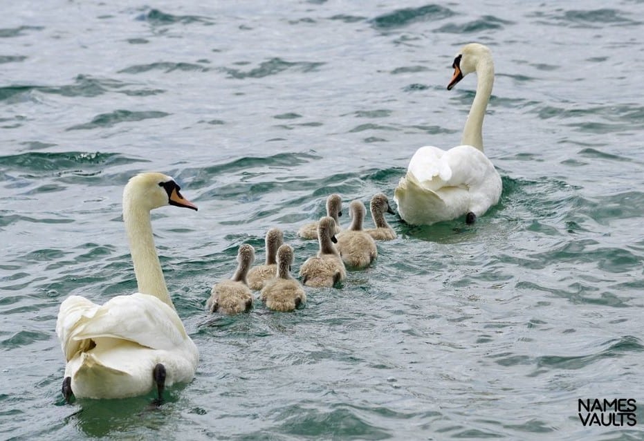 Swan Family