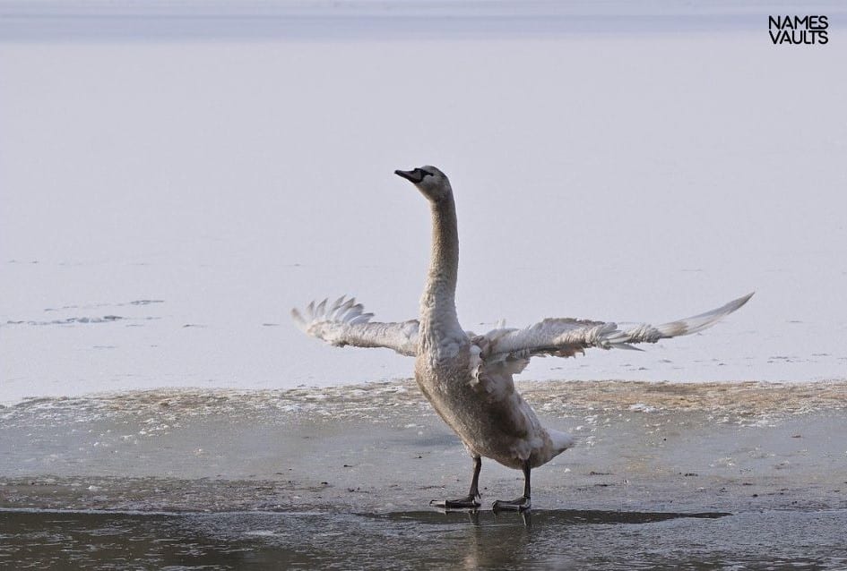 Swan Flying