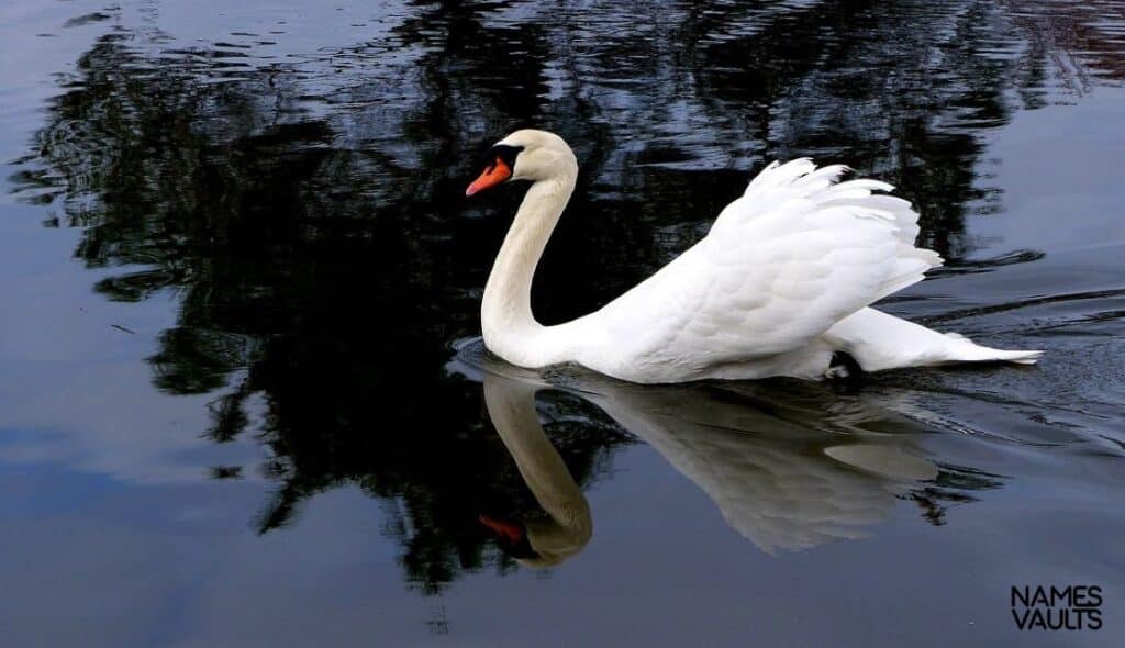 Swan Water