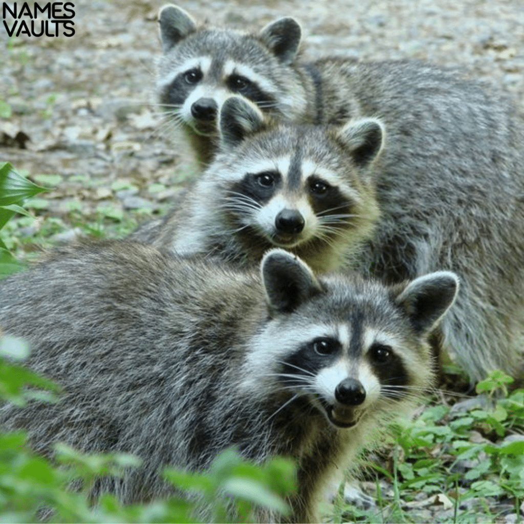 Three Raccoon