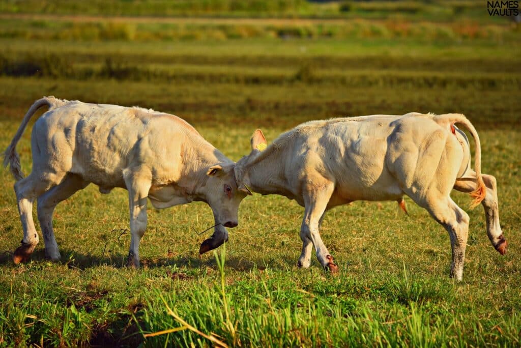 Two Bull Fight