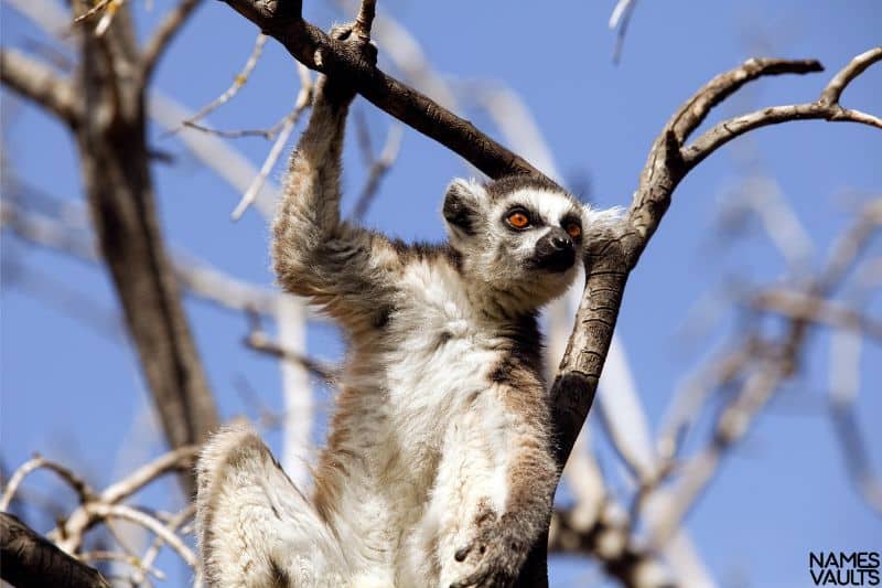 Adorable Lemur Names