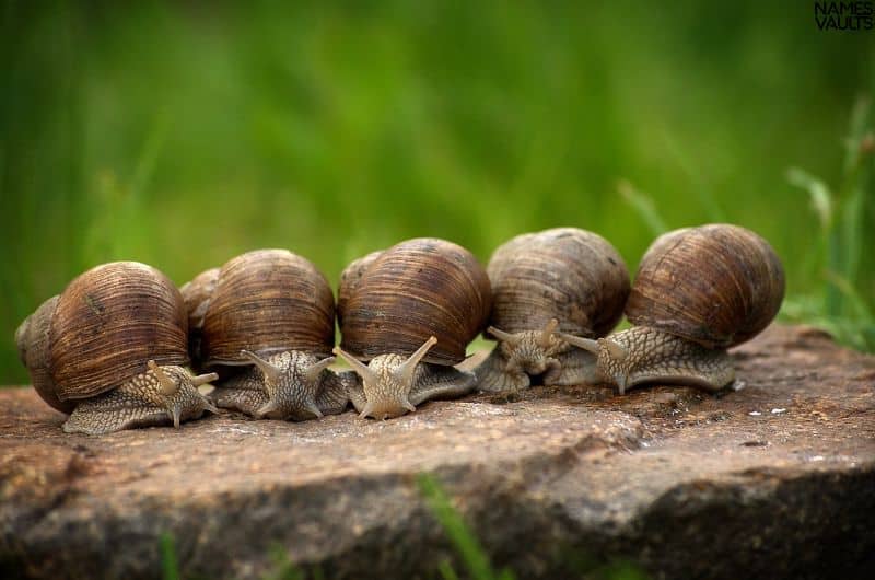 Adorable Snail Names