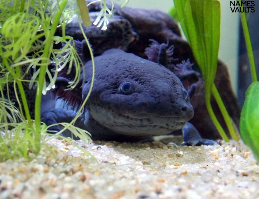 Axolotl Black