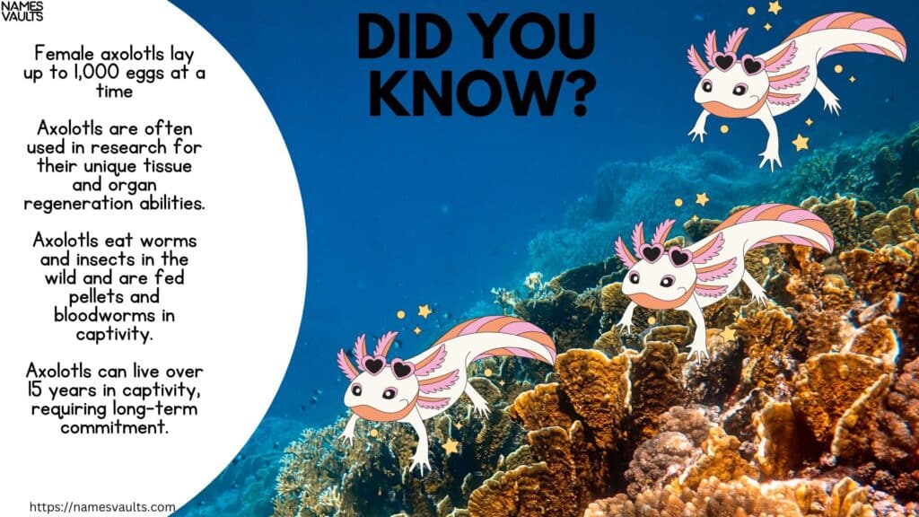 Axolotl- Did You Know