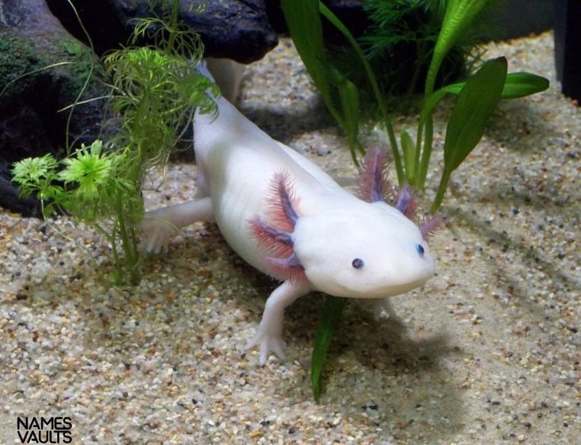 Axolotl White