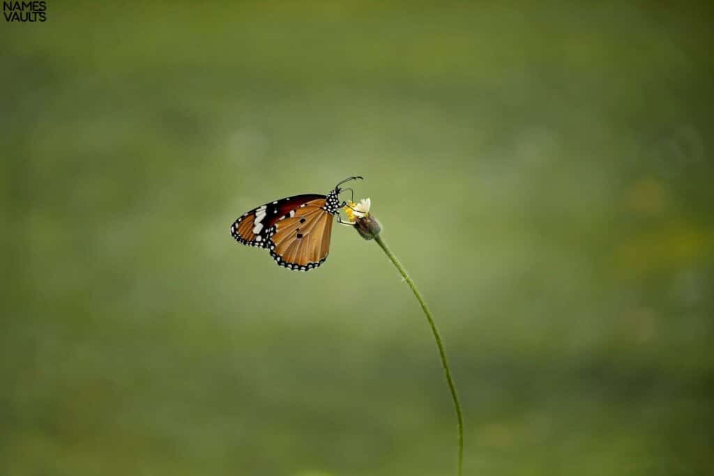 Butterfly Alone