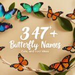 Butterfly Feature Image