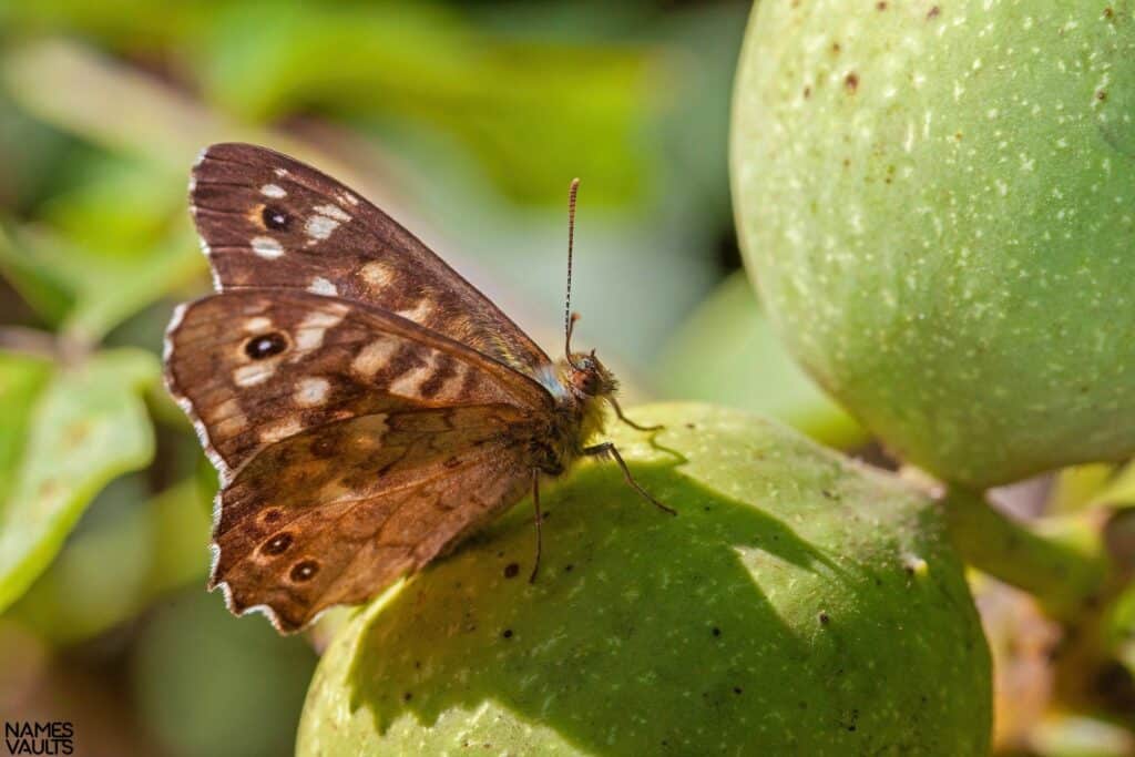 Butterfly Fruit