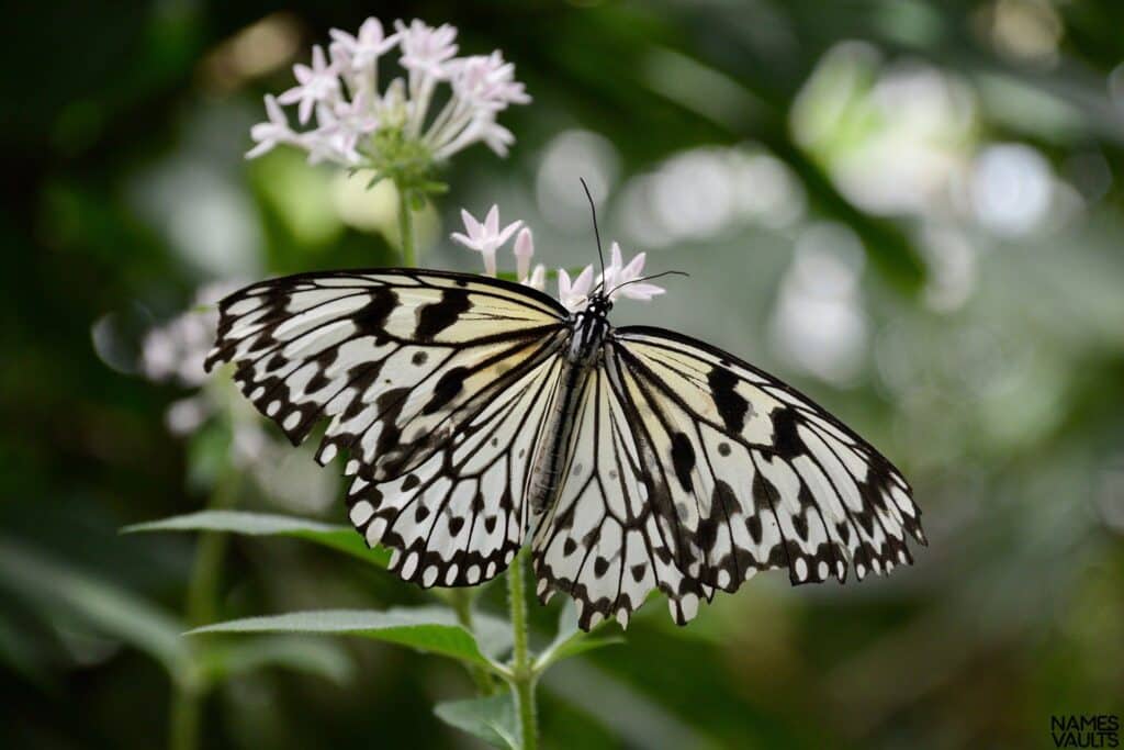 Butterfly Garden