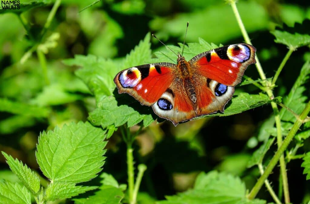 Butterfly Leaves