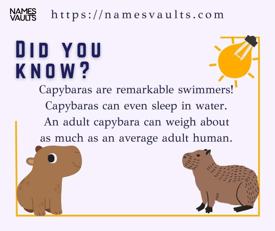 Capybara- Did You Know