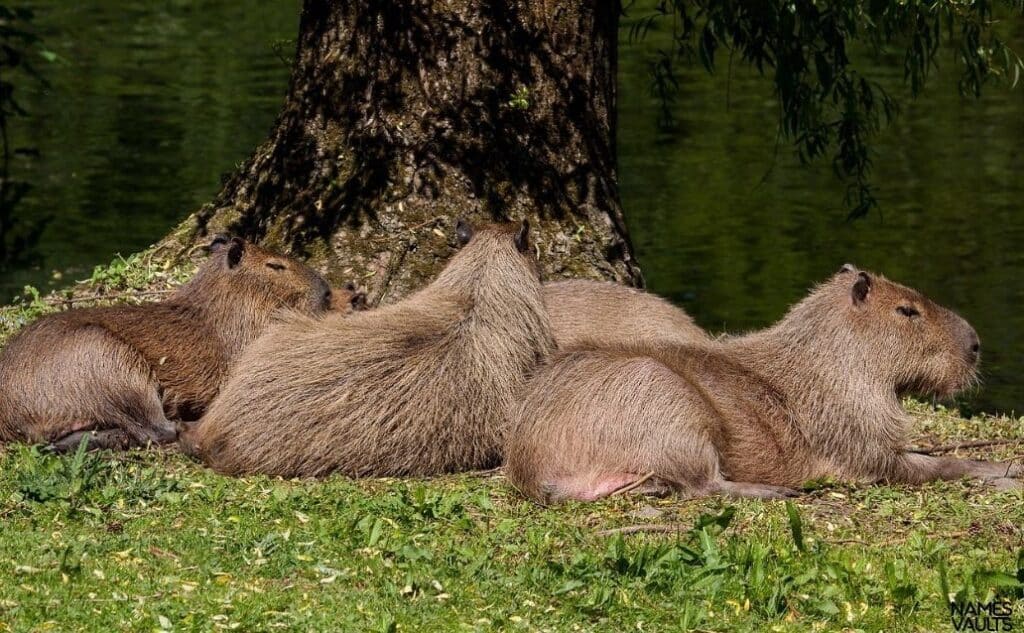 Capybara Family Grass