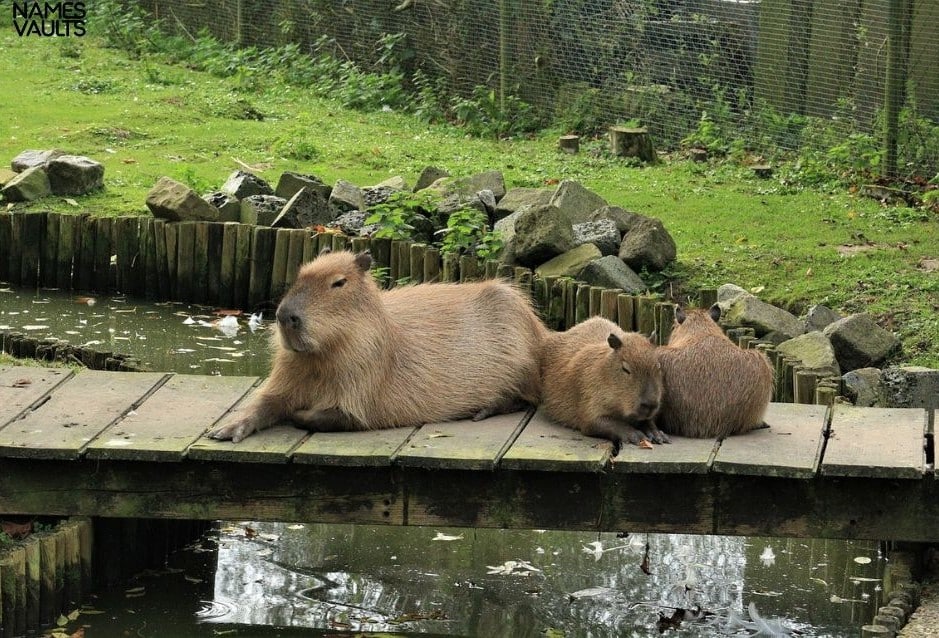 Capybara Family