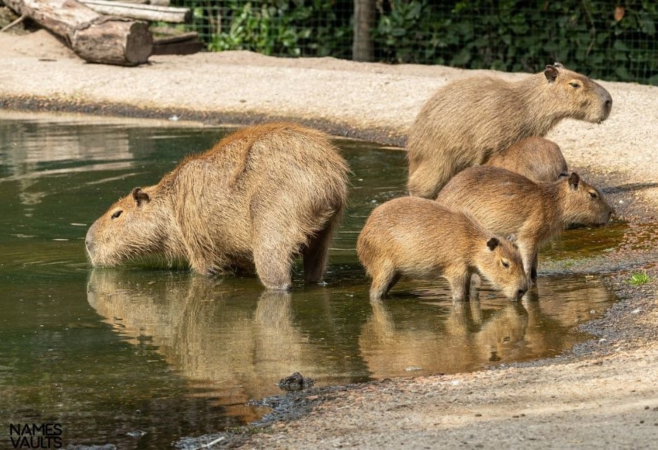 Capybara Family