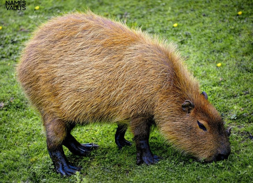 Capybara Grass